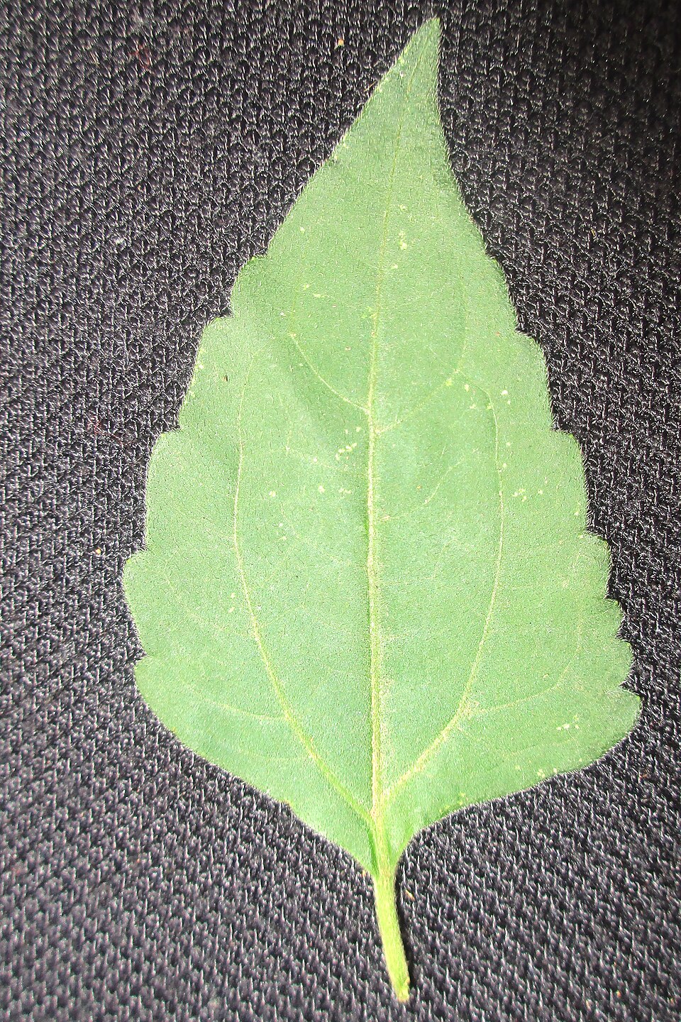 Chromolaena odorata (Siam weed) (alternate view 2)