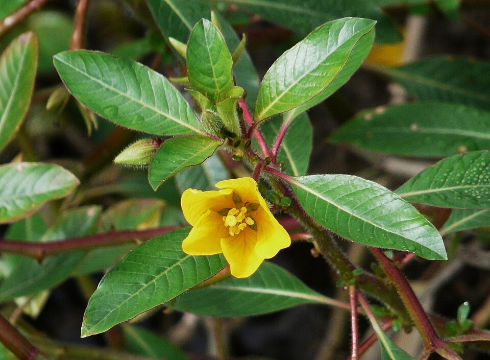 Ludwigia peploides (floating primrose-willow) (alternate view 7)