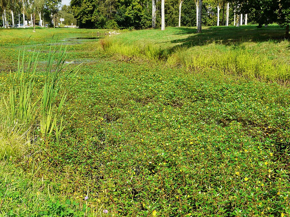 Ludwigia peploides (floating primrose-willow) (alternate view 8)