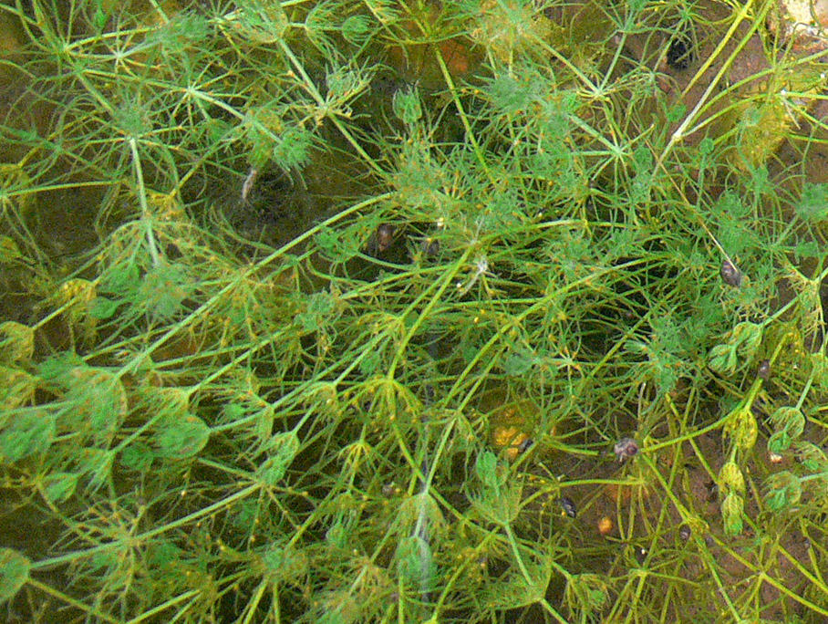 Chara (muskgrass) (alternate view 2)