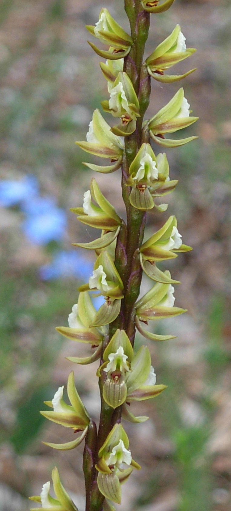 Prasophyllum elatum (Tall Leek Orchid) (alternate view 6)