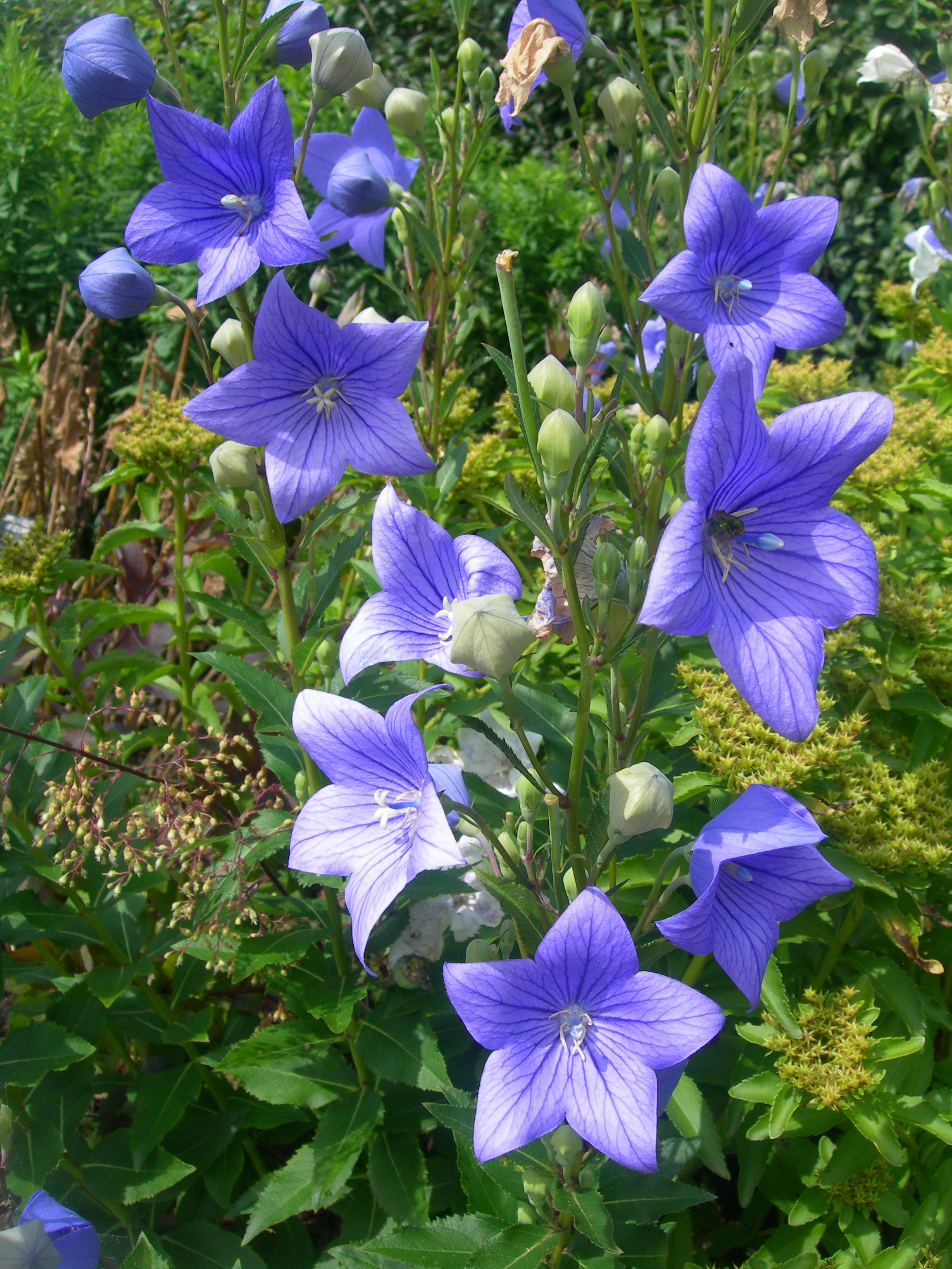 Platycodon grandiflorus, Balloon flower — clumping deciduous (Campanulaceae) (image 1 of 4)