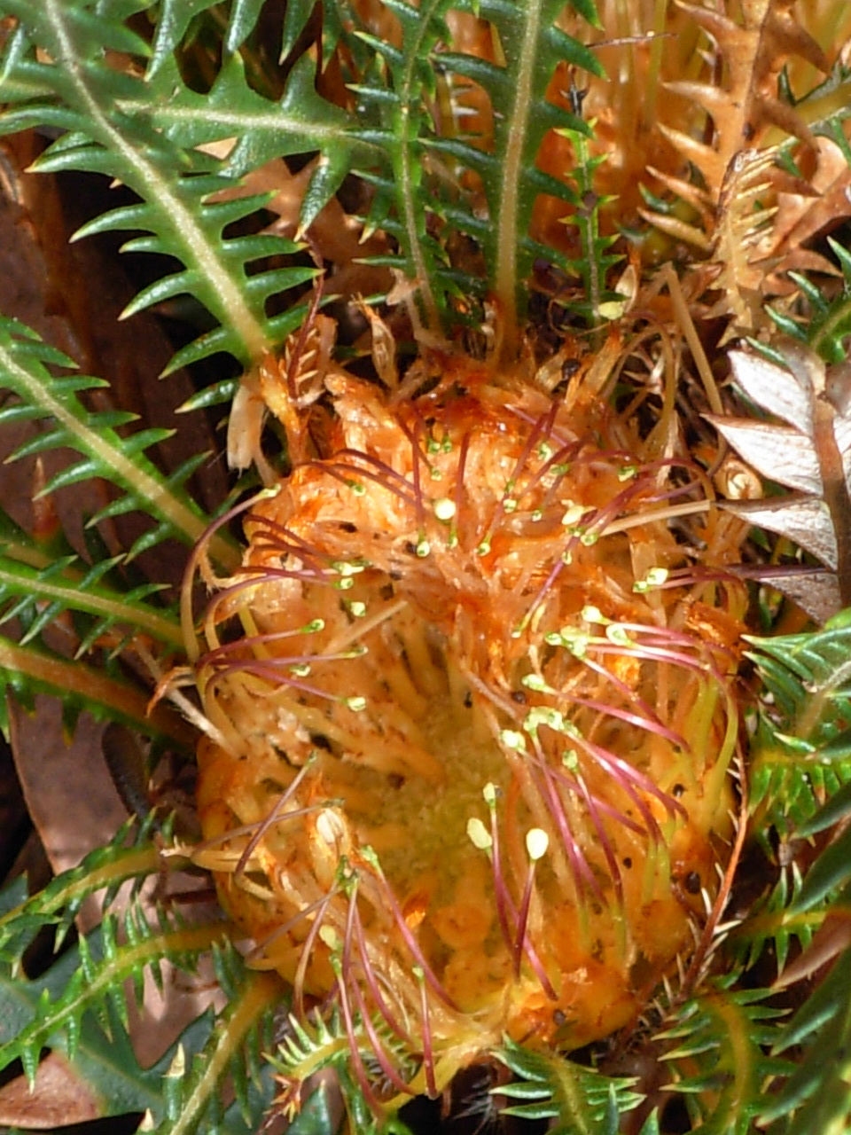 Banksia dallanneyi (couch honeypot) (alternate view 7)