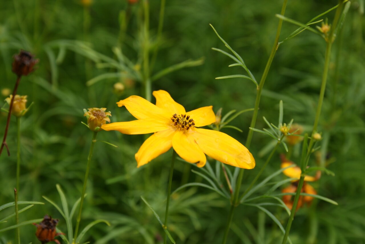 Coreopsis verticillata, Threadleaf coreopsis — spreading deciduous (Asteraceae) (image 6 of 10)