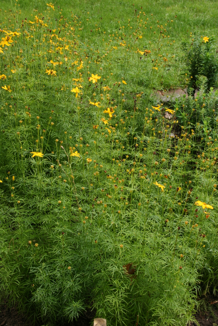 Coreopsis verticillata, Threadleaf coreopsis — spreading deciduous (Asteraceae) (image 7 of 10)