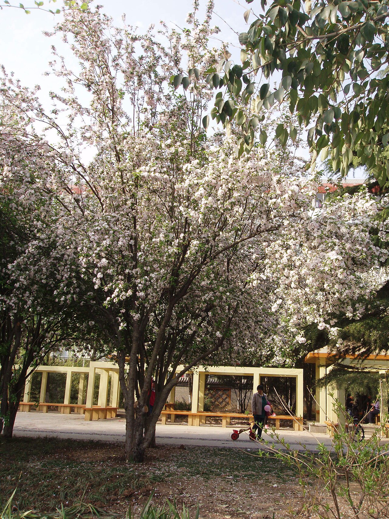 Malus spectabilis, Chinese flowering crabapple — upright deciduous (Rosaceae) (image 2 of 10)