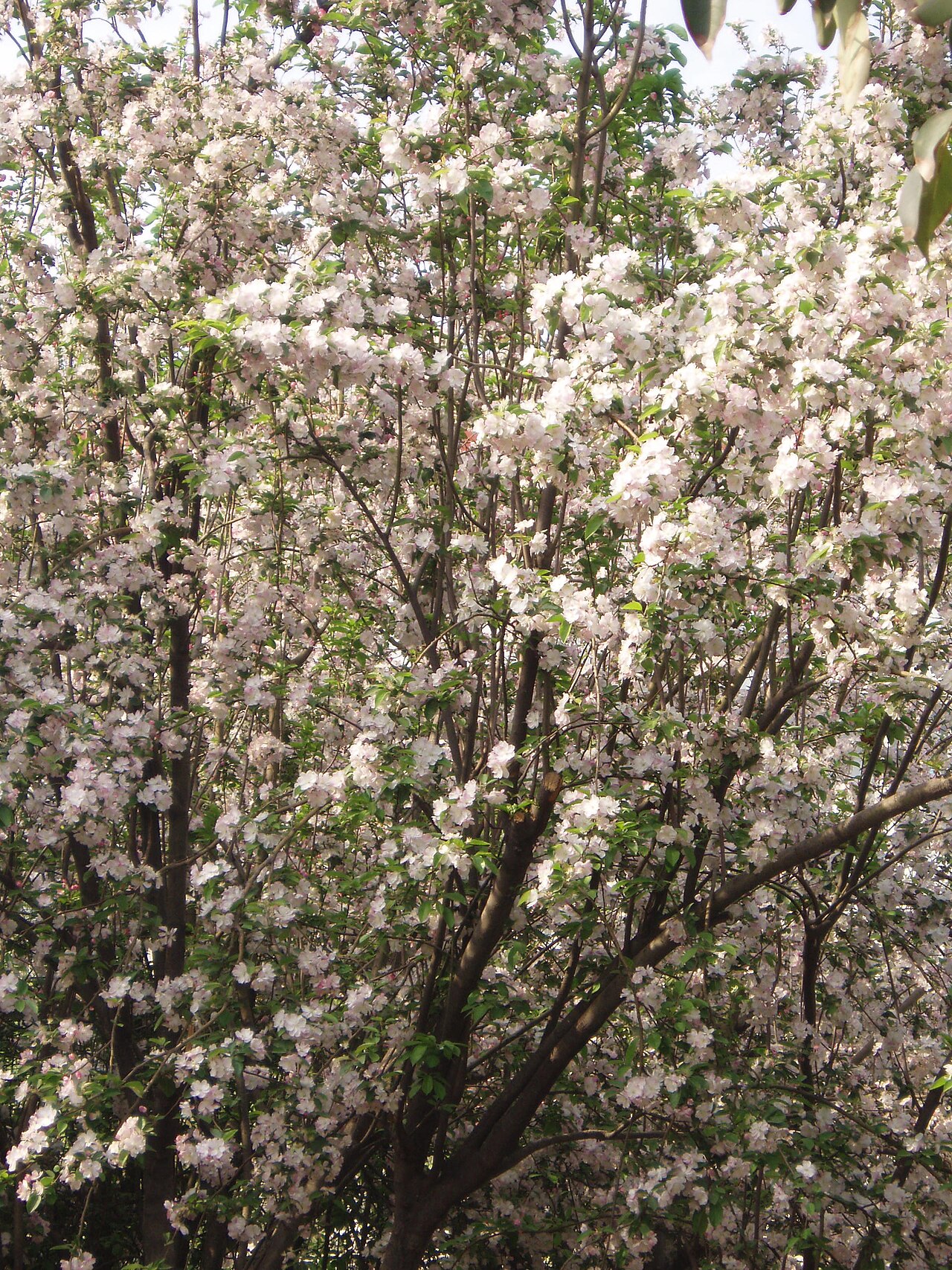 Malus spectabilis, Chinese flowering crabapple — upright deciduous (Rosaceae) (image 3 of 10)