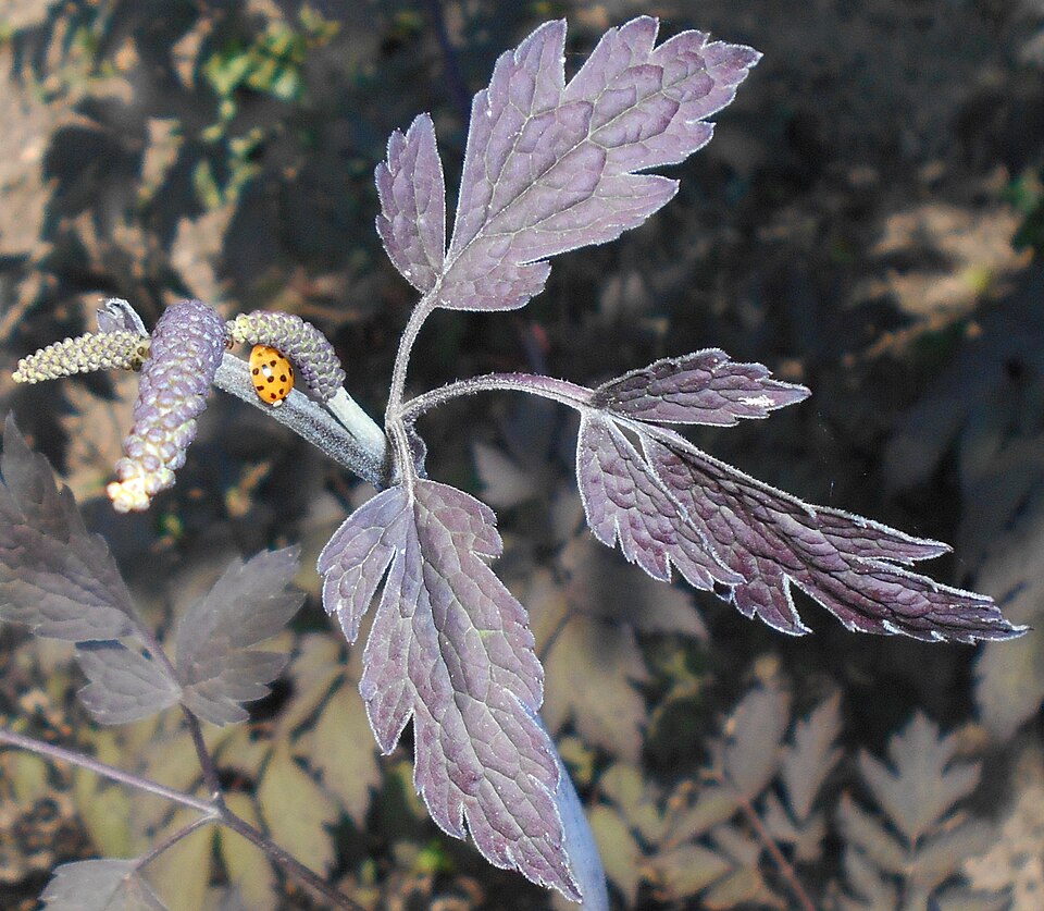 Actaea simplex 'Black Negligee' (Black Negligee Bugbane)