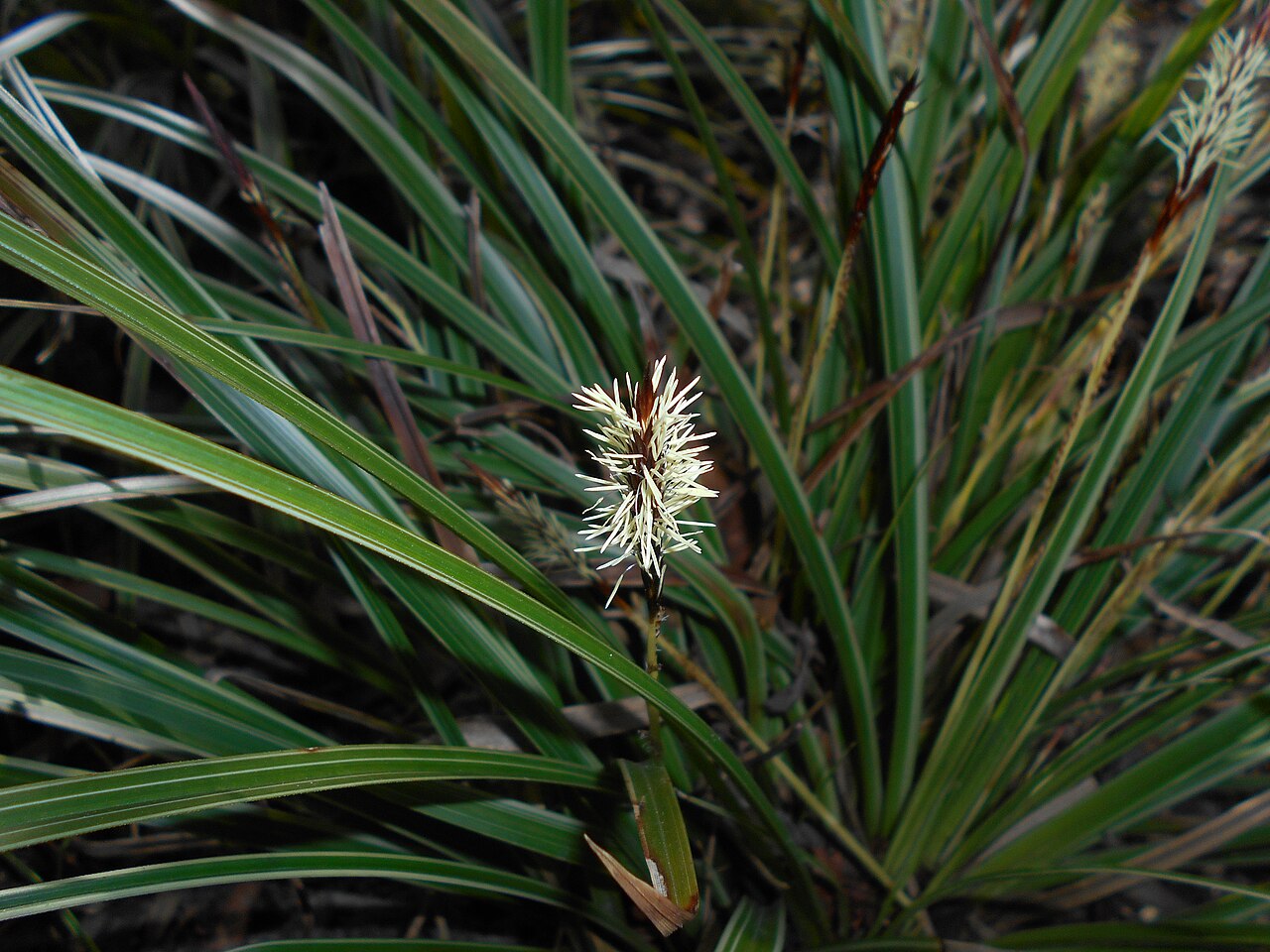 Carex morrowii, Japanese sedge — clumping evergreen (Cyperaceae) (image 4 of 10)