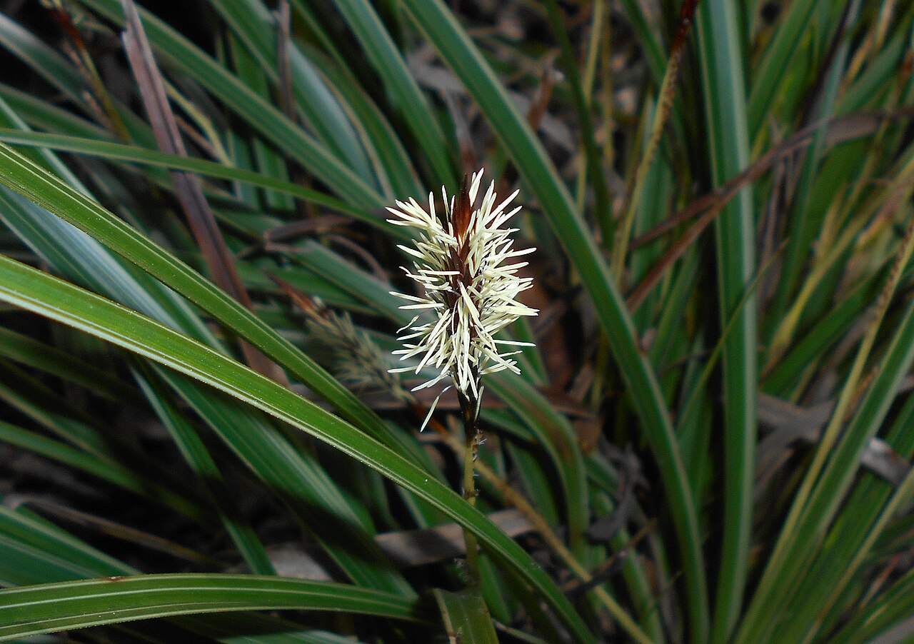 Carex morrowii, Japanese sedge — clumping evergreen (Cyperaceae) (image 5 of 10)