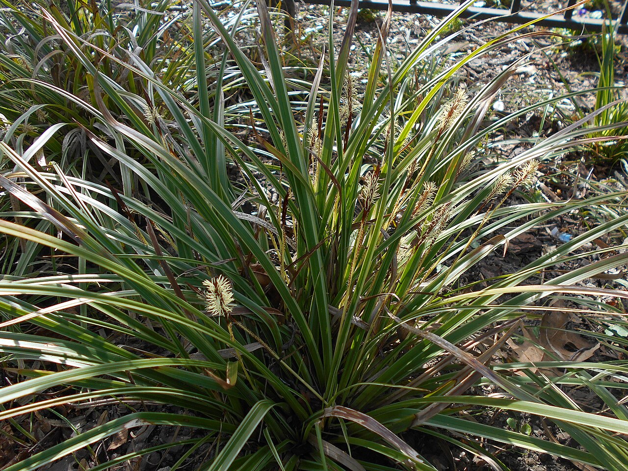 Carex morrowii, Japanese sedge — clumping evergreen (Cyperaceae) (image 6 of 10)