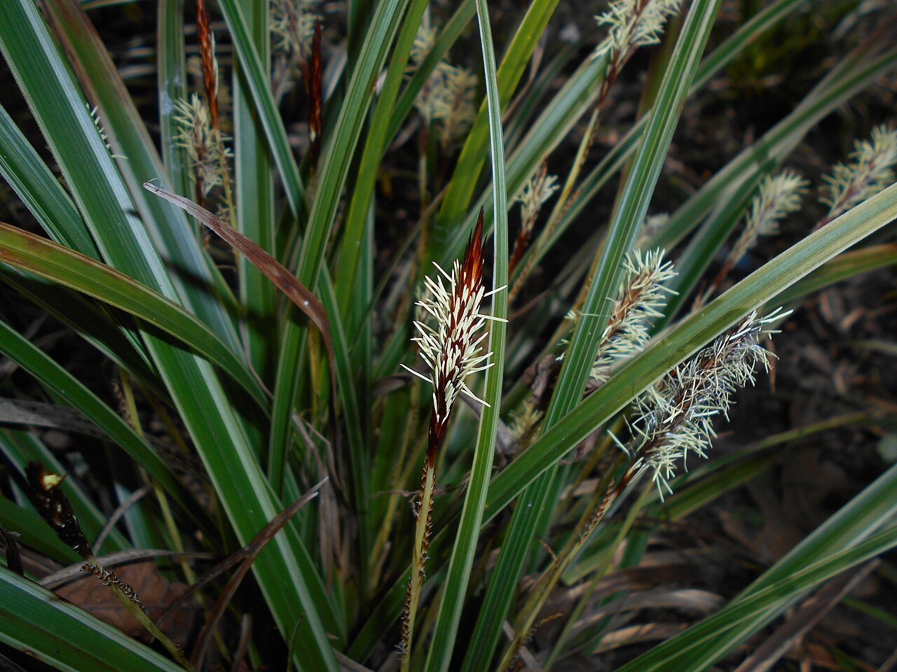 Carex morrowii, Japanese sedge — clumping evergreen (Cyperaceae) (image 7 of 10)
