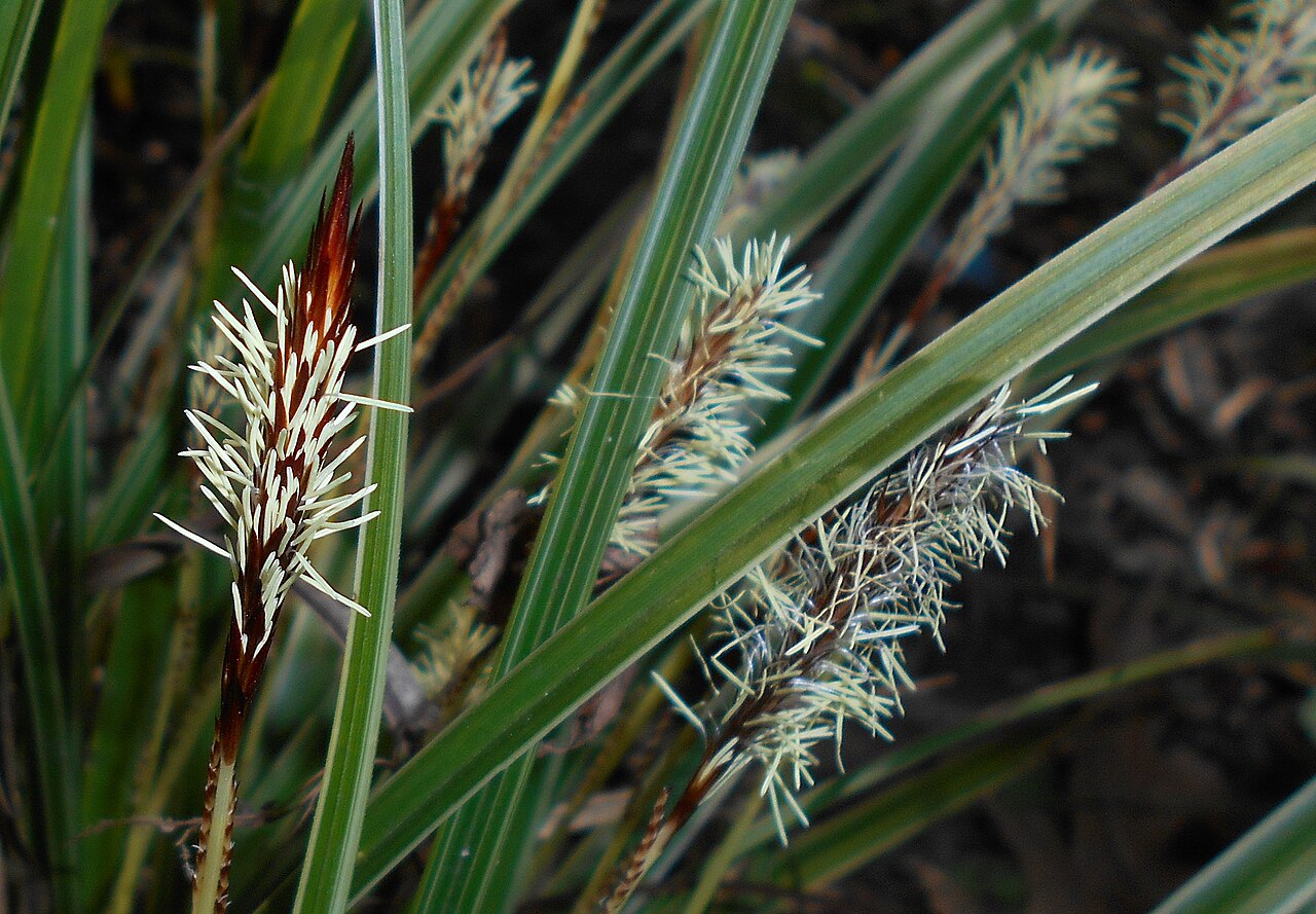 Carex morrowii, Japanese sedge — clumping evergreen (Cyperaceae) (image 8 of 10)