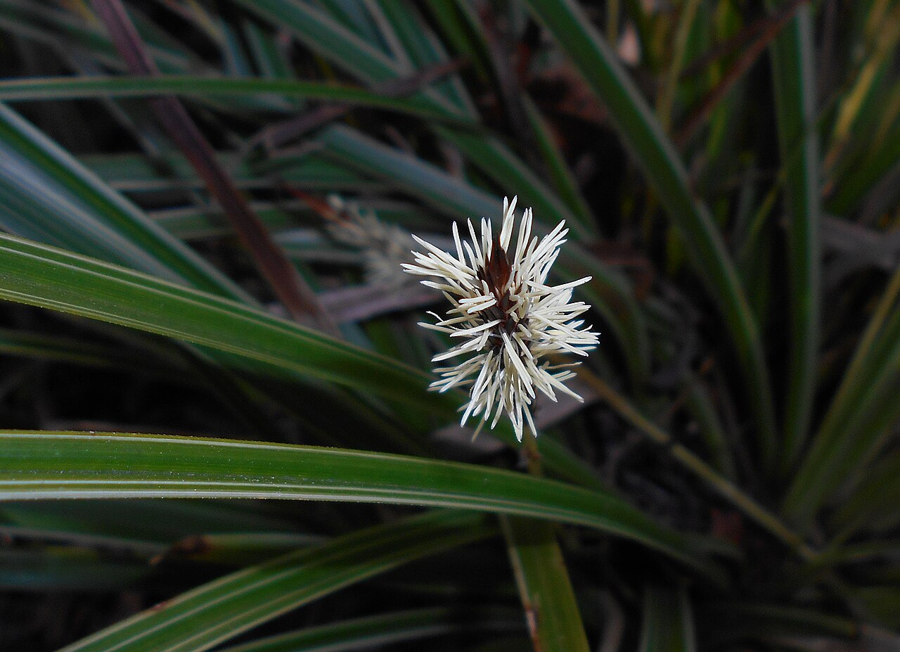 Carex morrowii, Japanese sedge — clumping evergreen (Cyperaceae) (image 9 of 10)