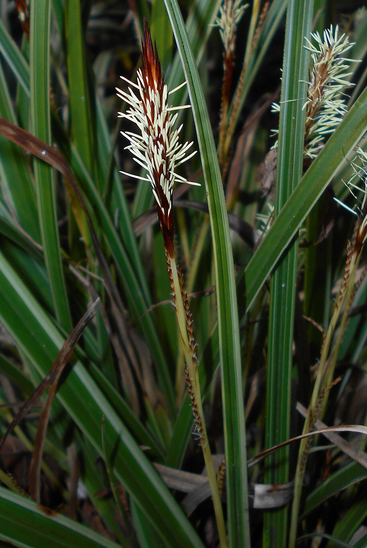 Carex morrowii, Japanese sedge — clumping evergreen (Cyperaceae) (image 10 of 10)