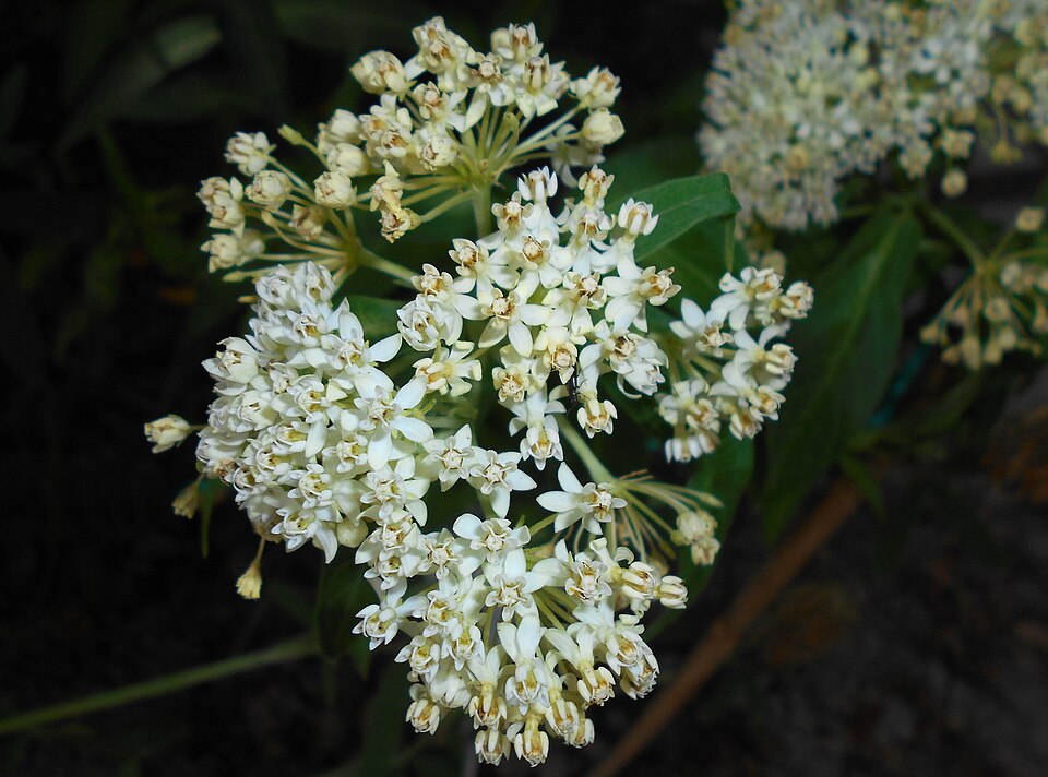 Asclepias incarnata 'Ice Ballet' (Ice Ballet Swamp Milkweed)