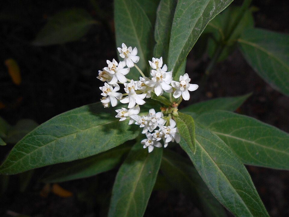 Asclepias incarnata 'Ice Ballet' (Ice Ballet Swamp Milkweed) (alternate view 2)