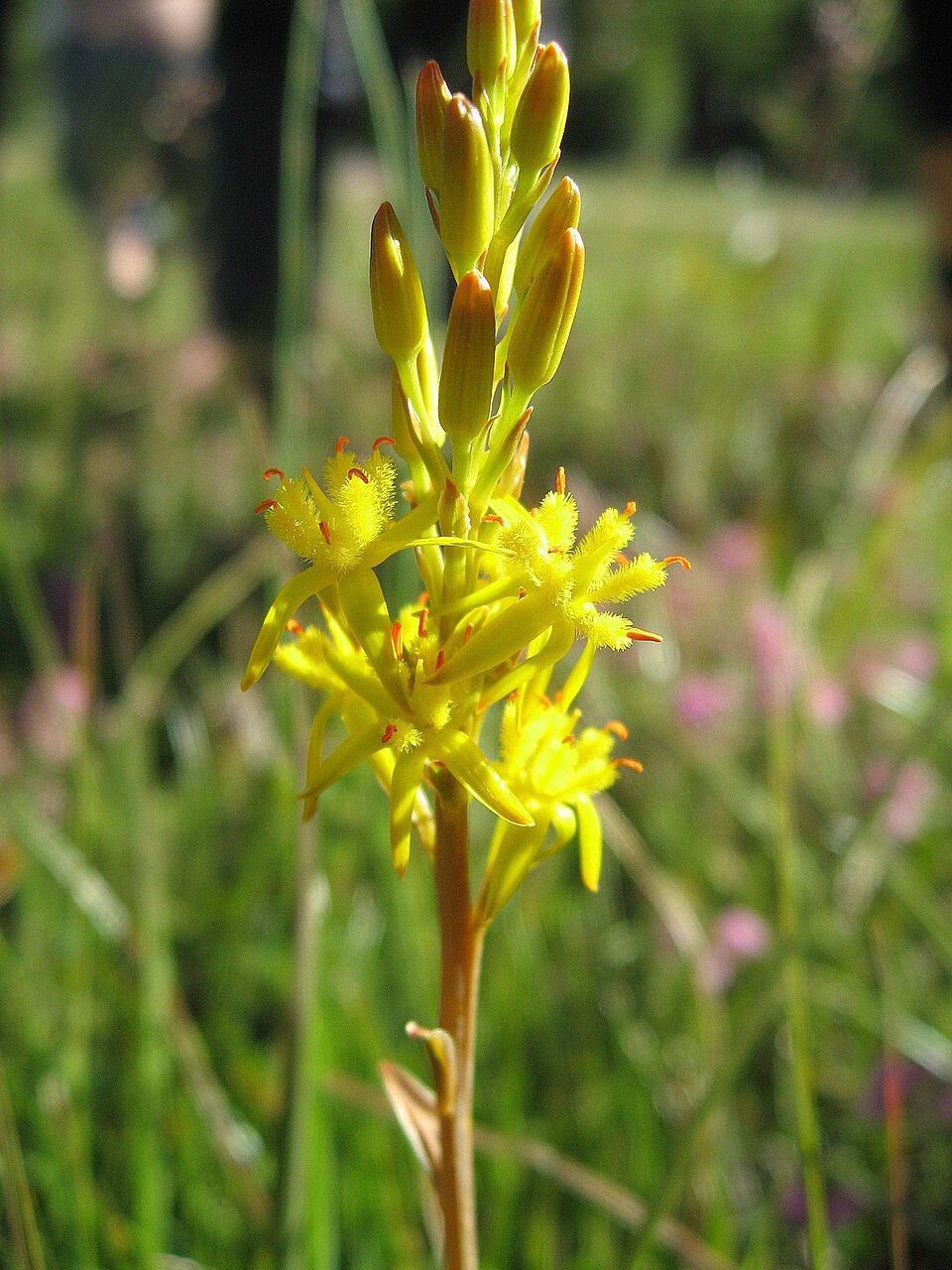 Narthecium ossifragum (bog asphodel)