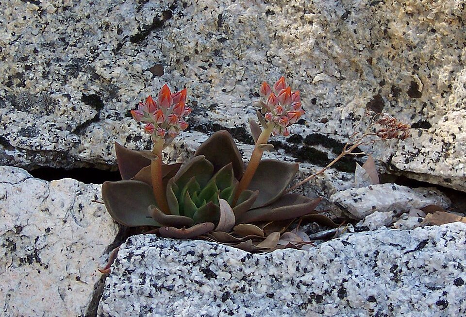 Dudleya cymosa (Canyon liveforever)