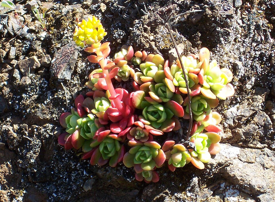Sedum spathulifolium (Broadleaf Stonecrop) (alternate view 8)