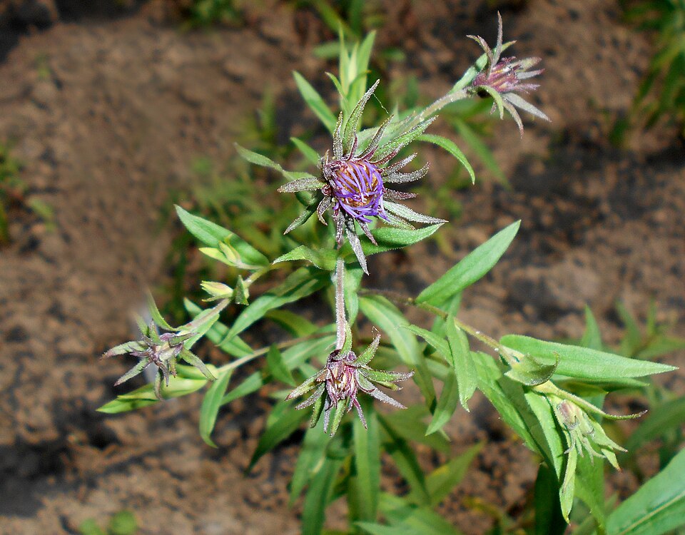 Canadanthus modestus (Giant Mountain Aster) (alternate view 10)