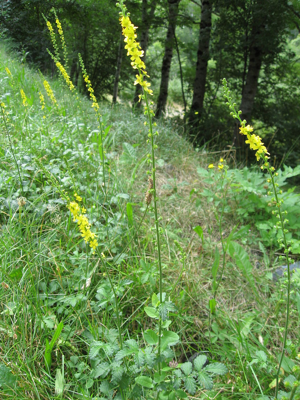 Agrimonia eupatoria (common agrimony)