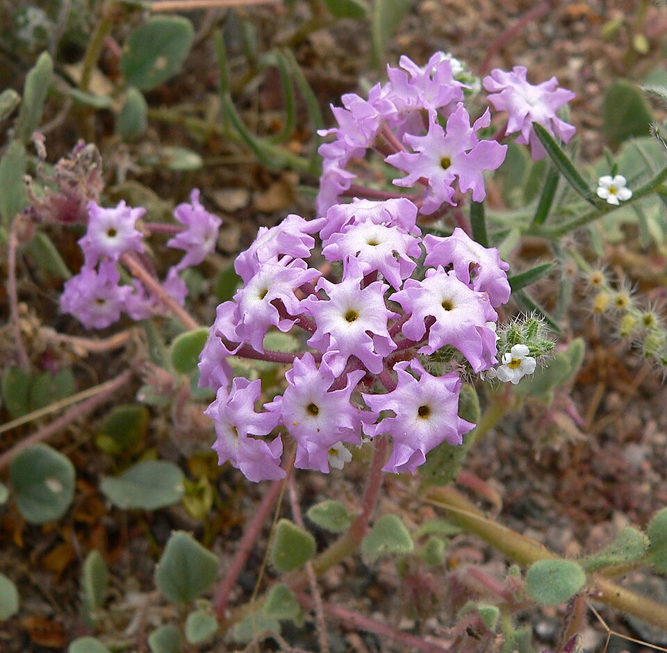 Abronia villosa (desert sand verbena) (alternate view 9)