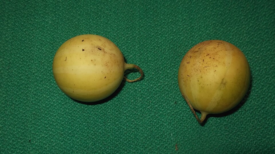 Cucumis (Melons & Cucumbers) (alternate view 2)