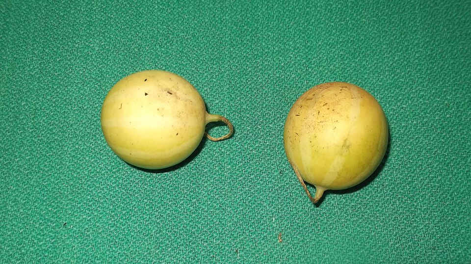 Cucumis (Melons & Cucumbers) (alternate view 3)
