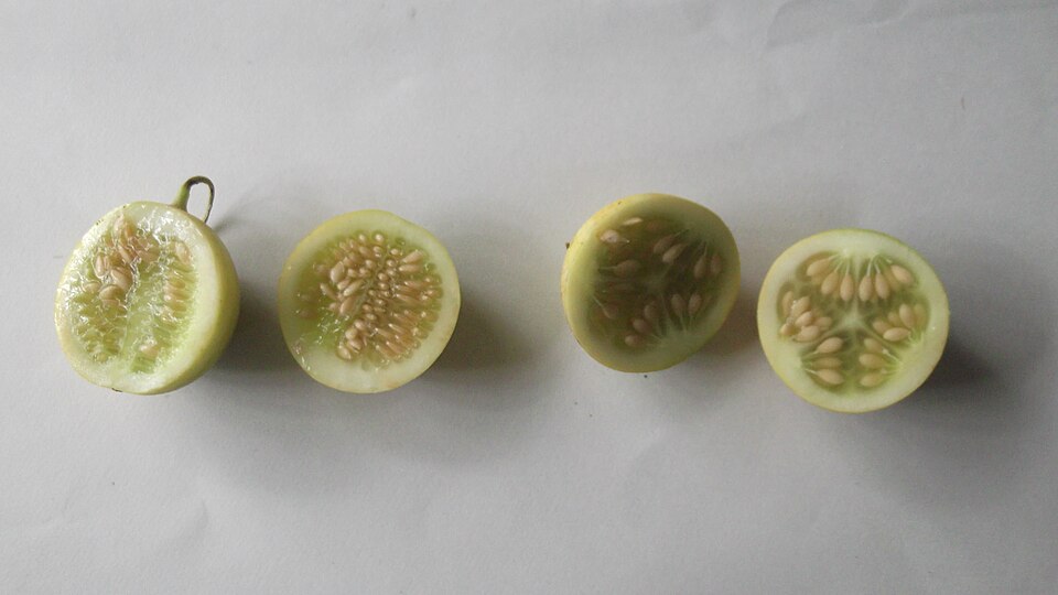 Cucumis (Melons & Cucumbers) (alternate view 4)