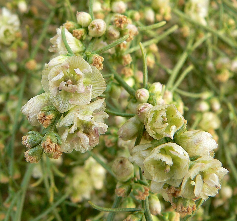 Ambrosia salsola (Cheesebush) (alternate view 9)
