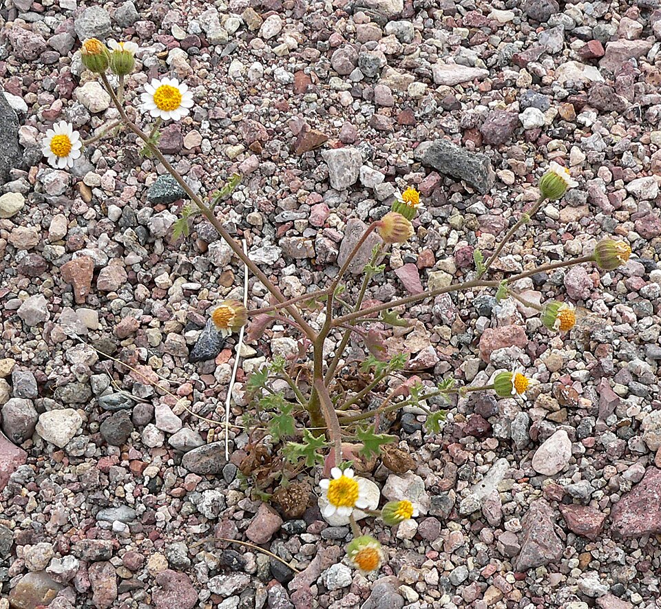 Perityle emoryi (Emory's rockdaisy) (alternate view 9)