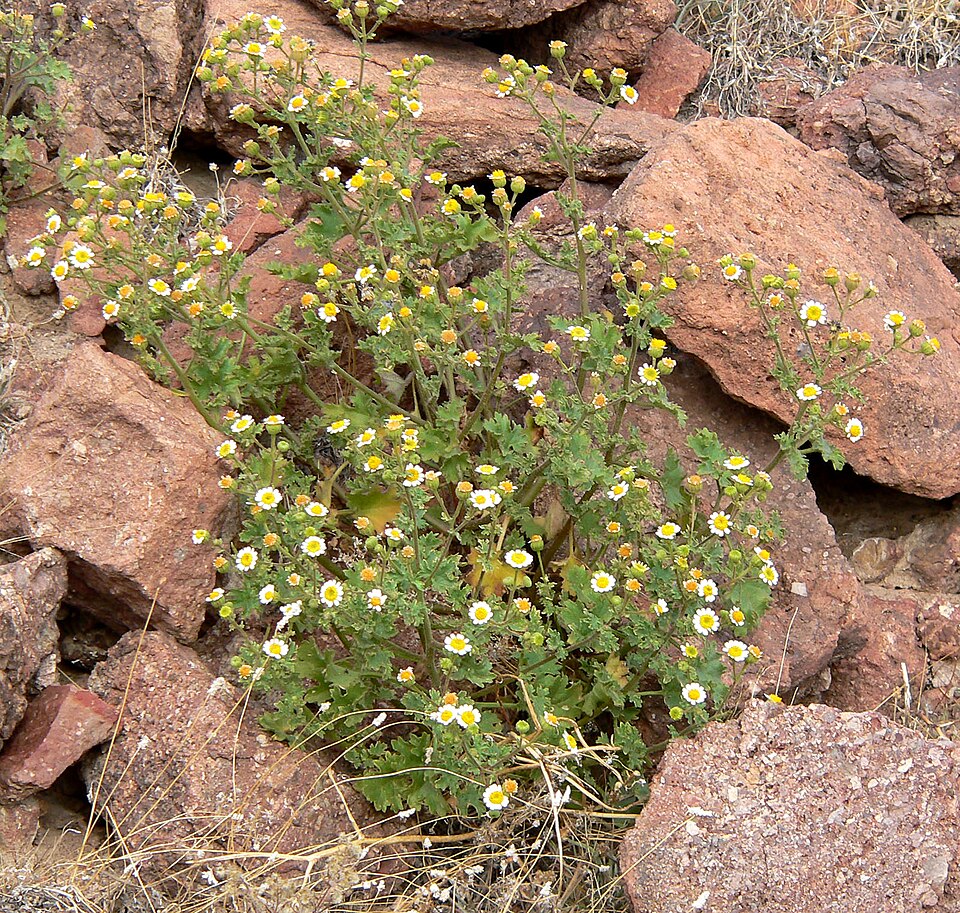 Perityle emoryi (Emory's rockdaisy) (alternate view 10)