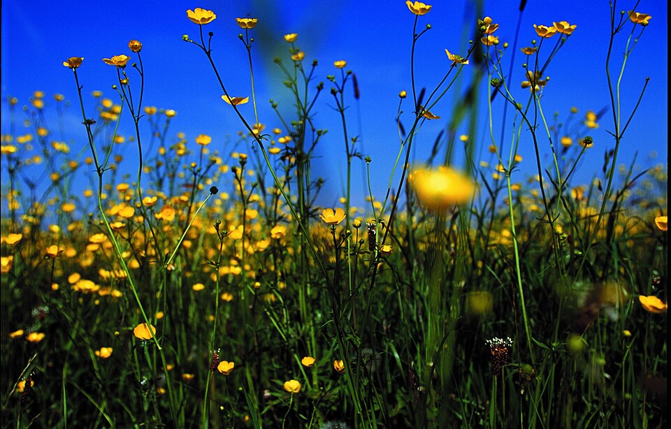 Ranunculus acris (meadow buttercup) (alternate view 7)