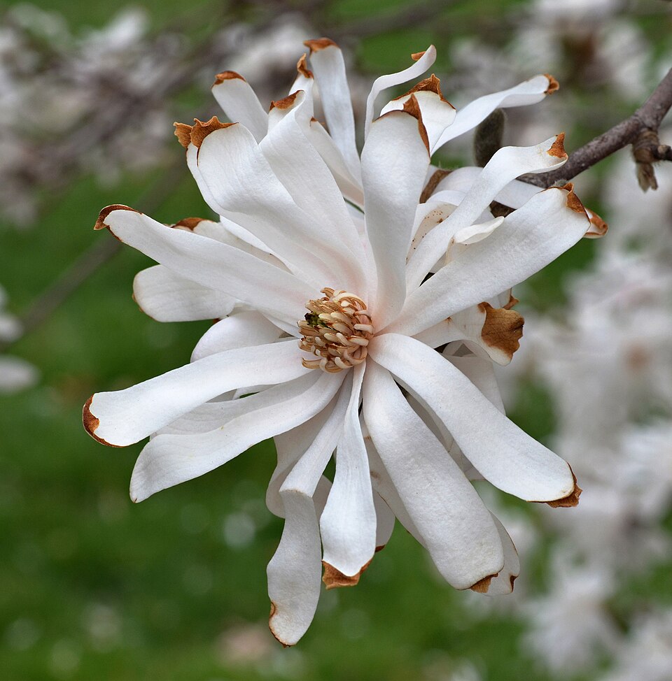 Magnolia stellata 'Royal Star' (Royal Star Magnolia Tree) (alternate view 4)