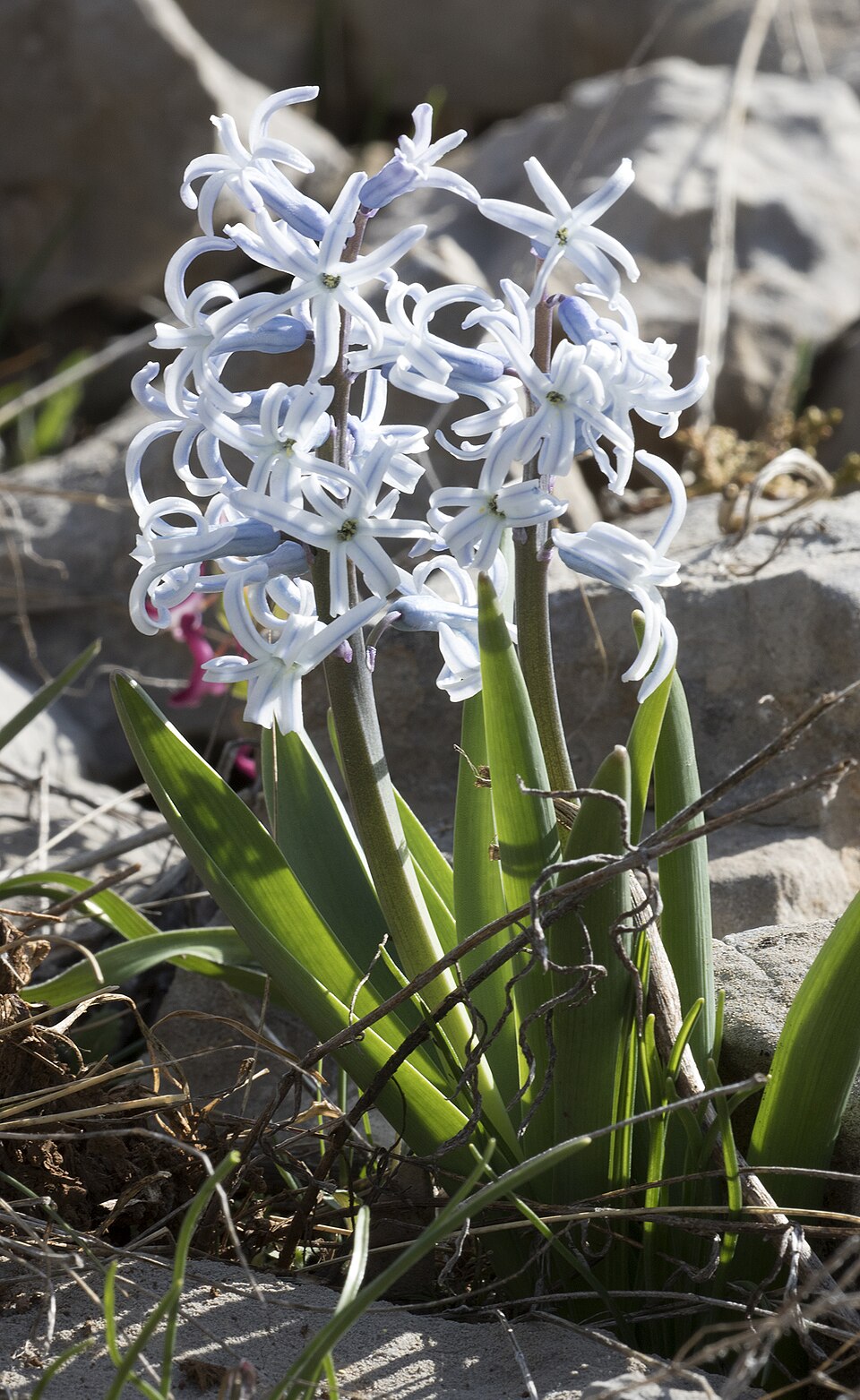 Hyacinthus orientalis (hyacinth)