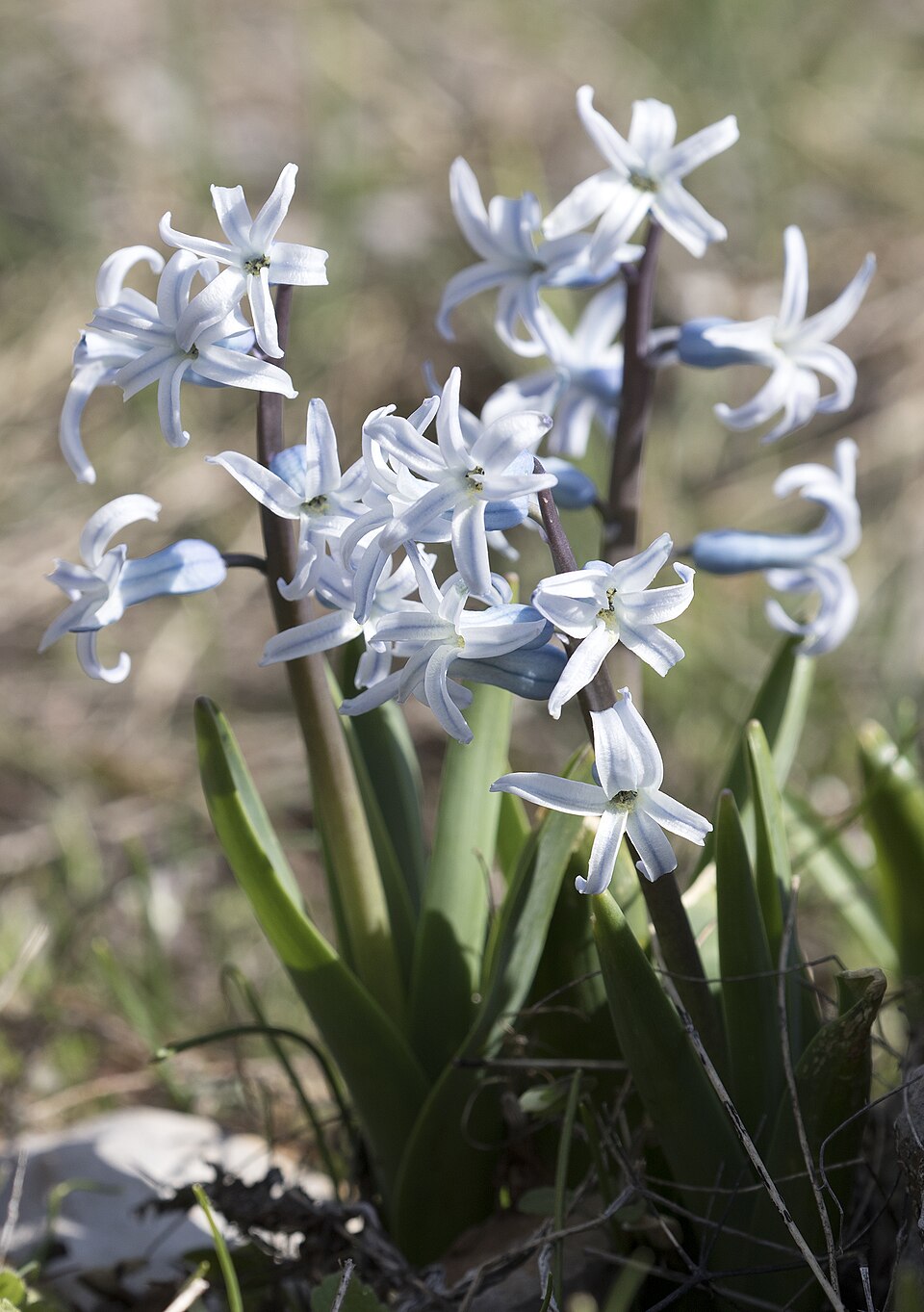 Hyacinthus orientalis (hyacinth)