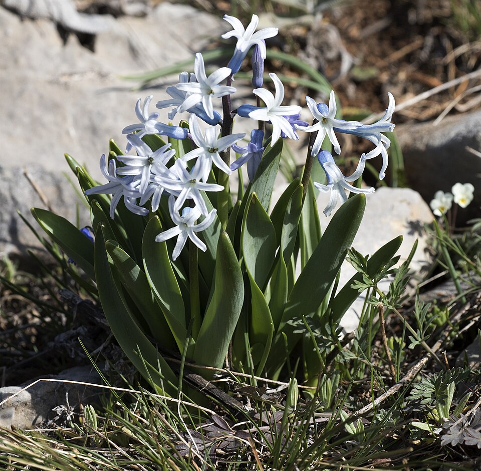 Hyacinthus orientalis (hyacinth)