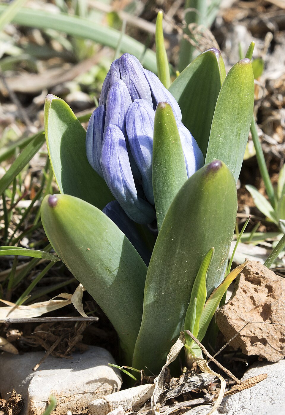 Hyacinthus orientalis (hyacinth)