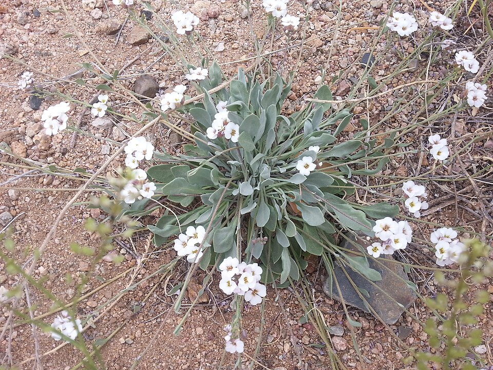 Physaria (bladderpods)