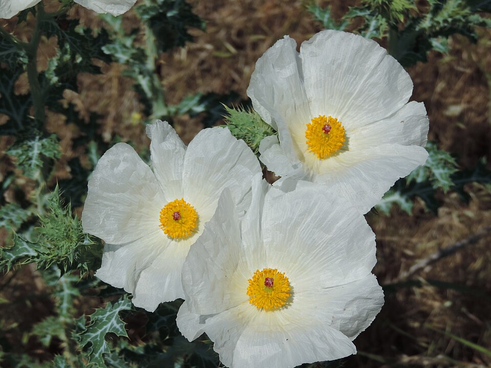 Argemone polyanthemos (thistle poppy) (alternate view 9)