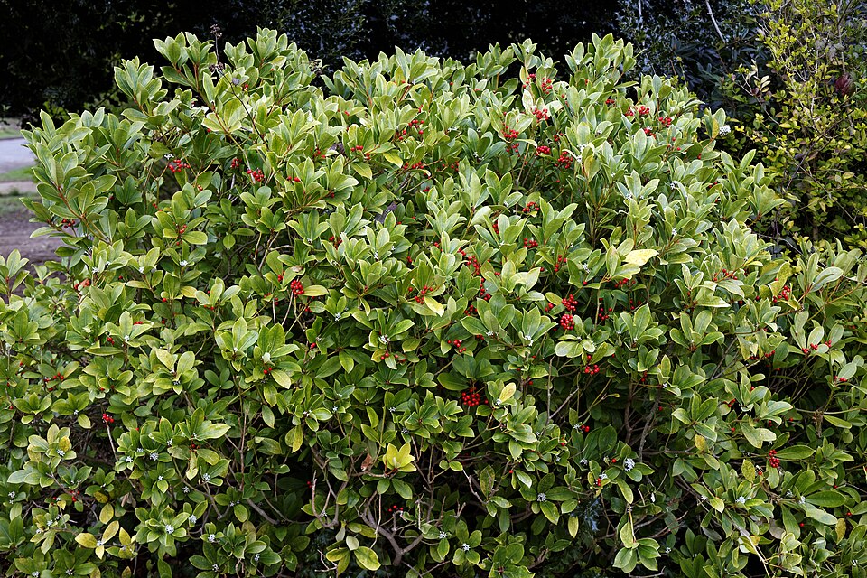 Skimmia japonica (Japanese skimmia) (alternate view 10)