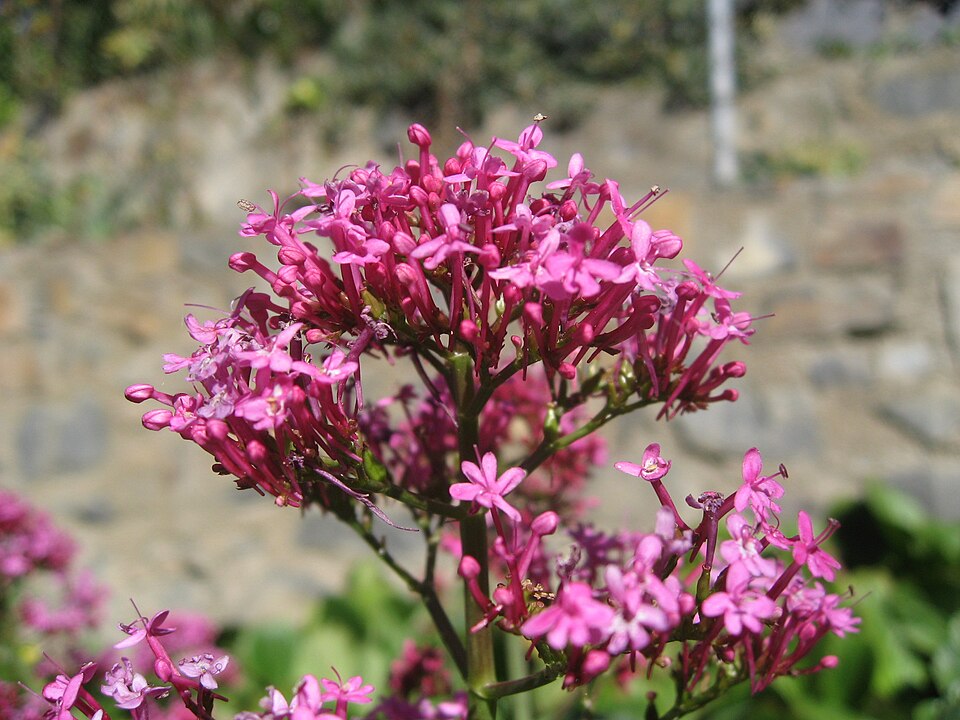 Centranthus ruber (Red Valerian)