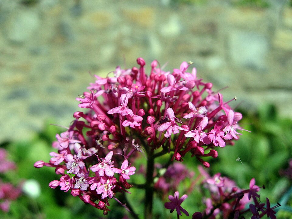 Centranthus ruber (Red Valerian)