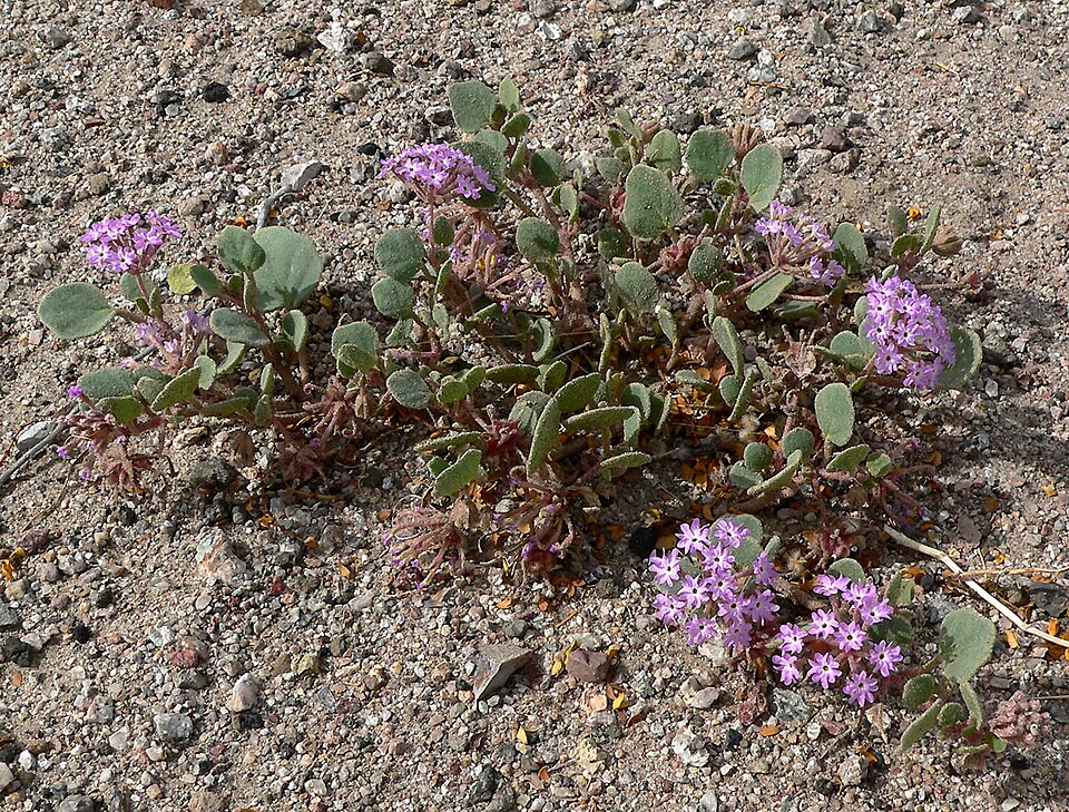 Abronia villosa (desert sand verbena) (alternate view 10)