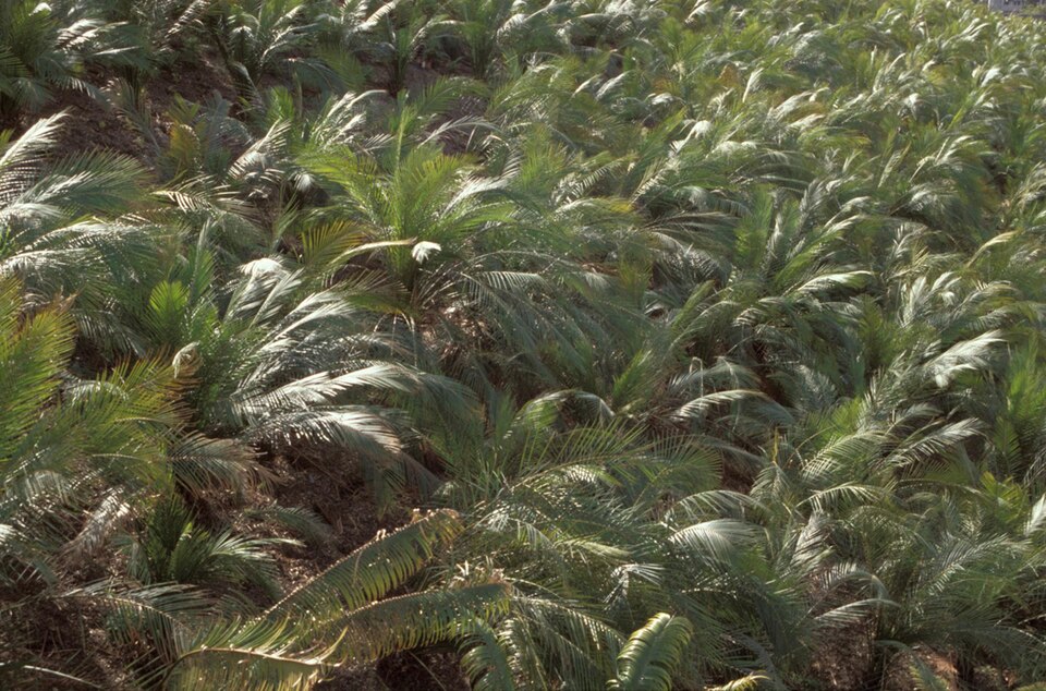 Macrozamia communis (burrawang) (alternate view 8)