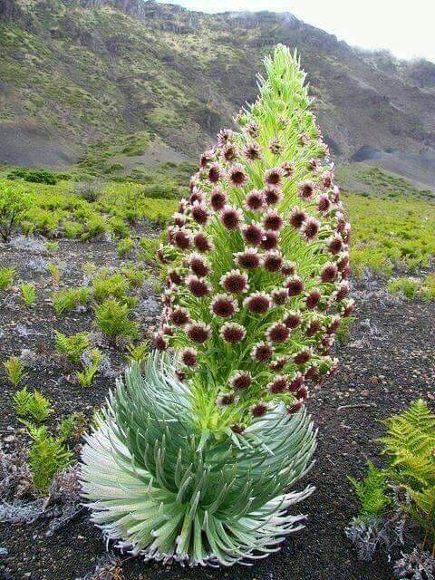 Argyroxiphium sandwicense, Silversword — mounding evergreen (Asteraceae) (image 7 of 9)
