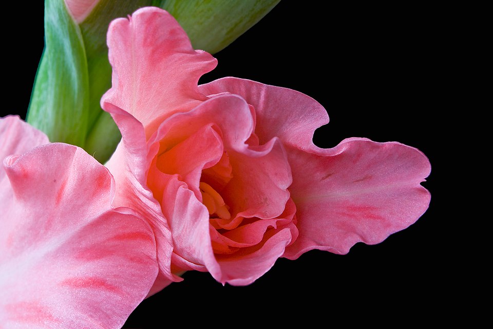 Gladiolus × hortulanus (Large-flowered Gladiolus) (alternate view 3)