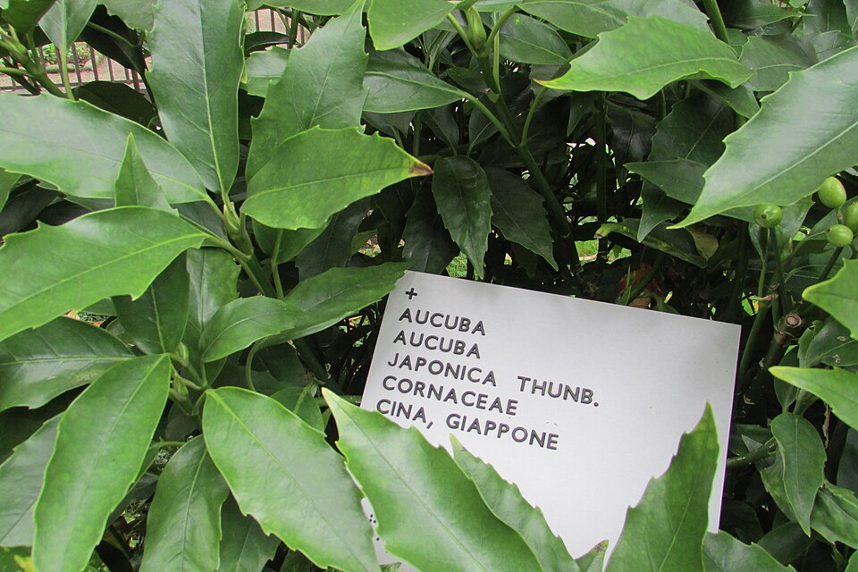 Aucuba japonica (Japanese aucuba) (alternate view 13)