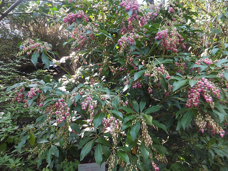 Pieris japonica 'Valley Valentine' (Valley Valentine Pieris)